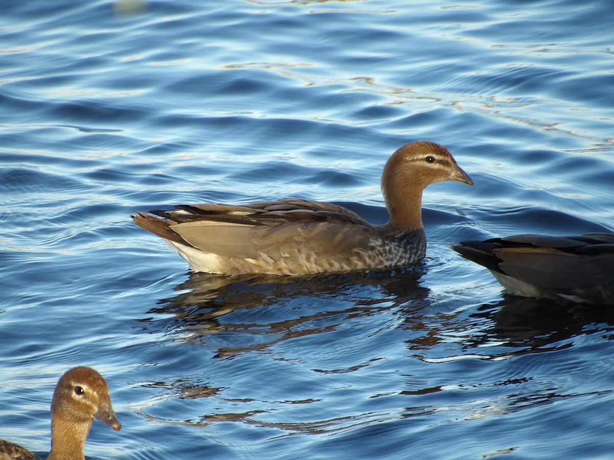 Ahate kalparduna - ML645815426