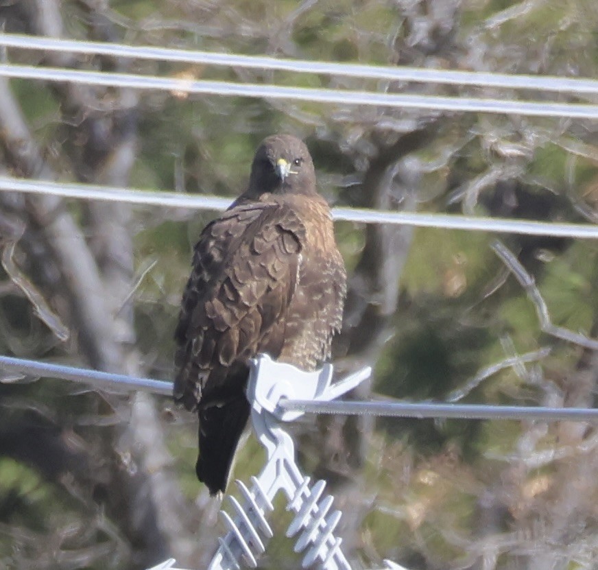 Zapelatz buztangorria - ML645815429