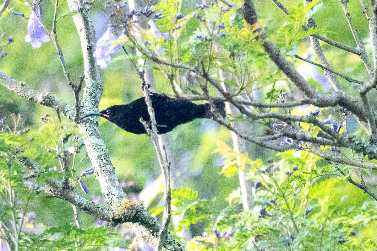 Amethyst Sunbird - ML645815430