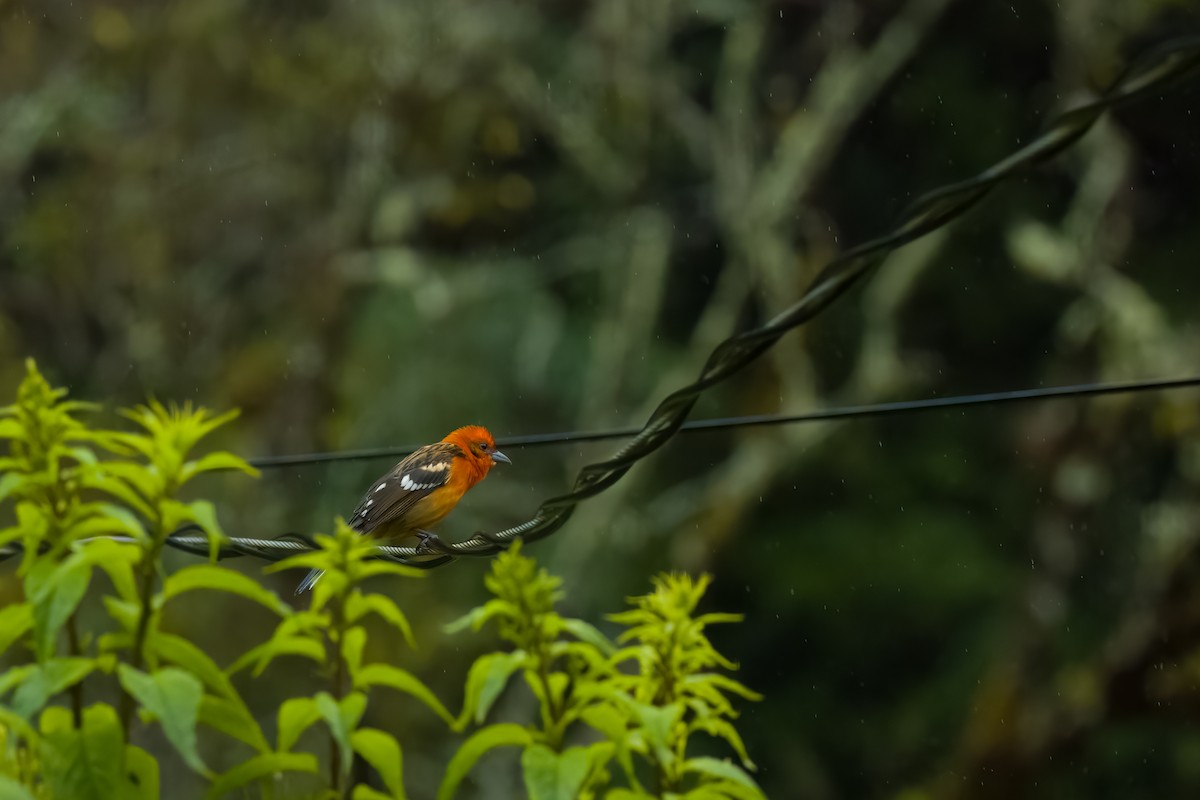 Flame-colored Tanager - ML645815431