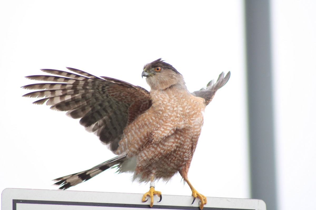 Cooper's Hawk - ML645815432