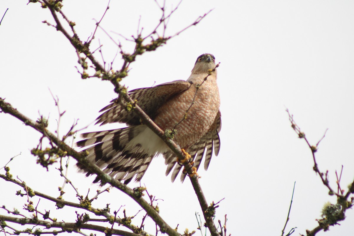 Cooper's Hawk - ML645815433