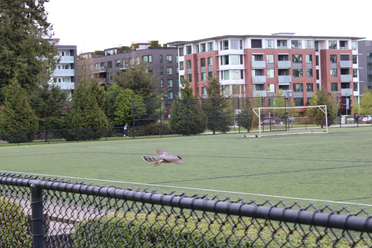 Cooper's Hawk - ML645815434