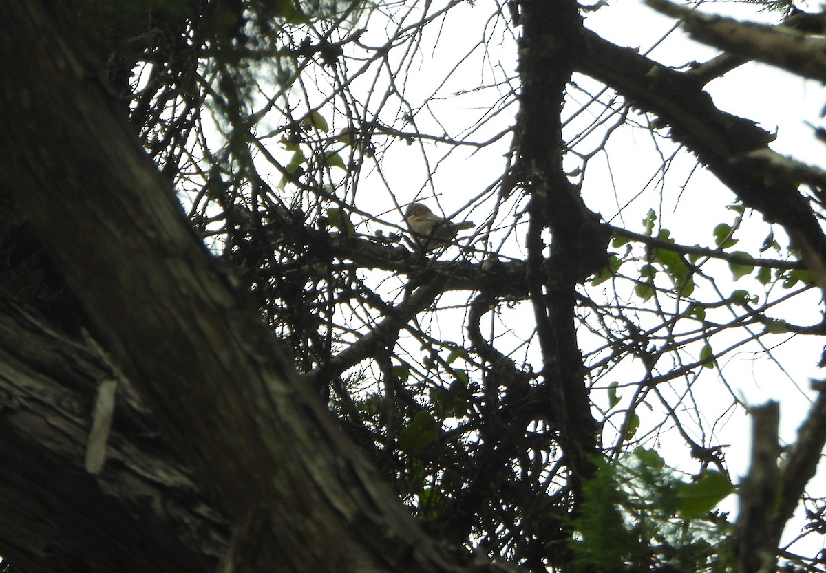Rufous-collared Sparrow - ML645815435