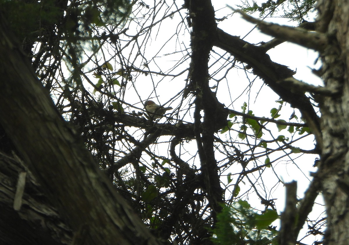 Rufous-collared Sparrow - ML645815436