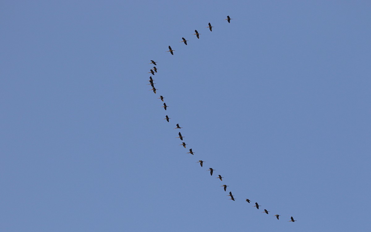 Beltzaran musuzuria - ML645815438