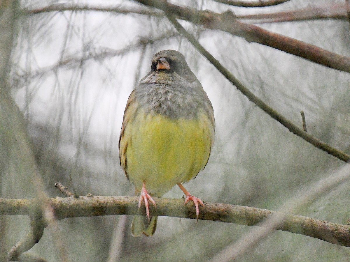 Berdantza musubeltza - ML645815439