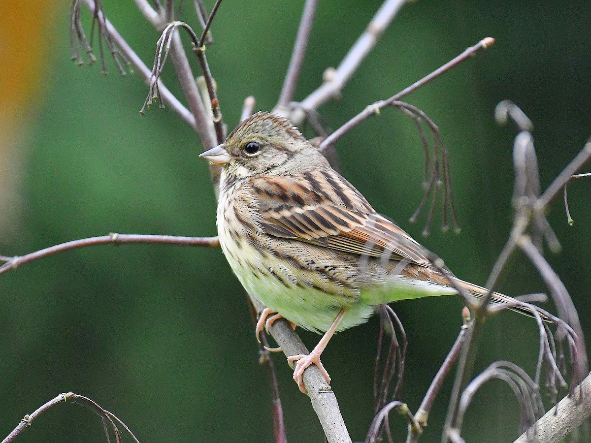 Berdantza musubeltza - ML645815440