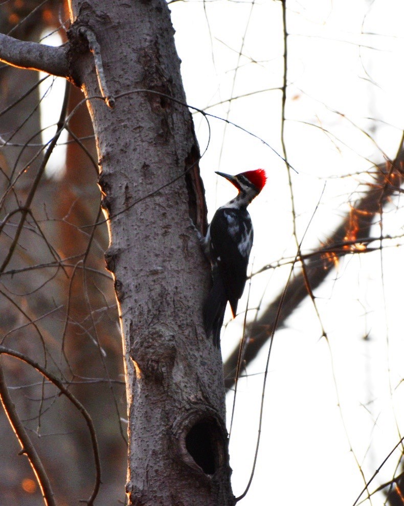 Pileated Woodpecker - ML645815441