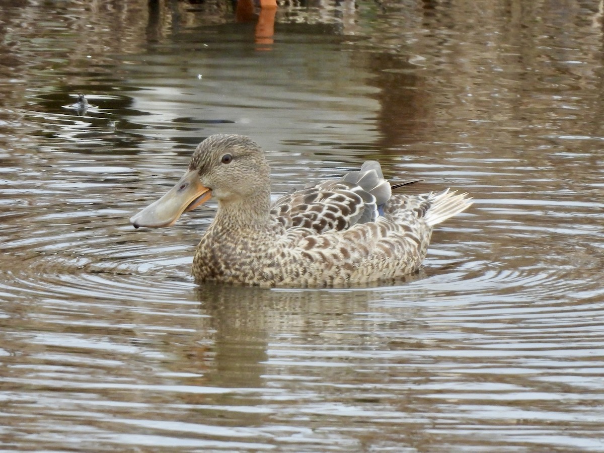 Ahate mokozabal zuria - ML645815442