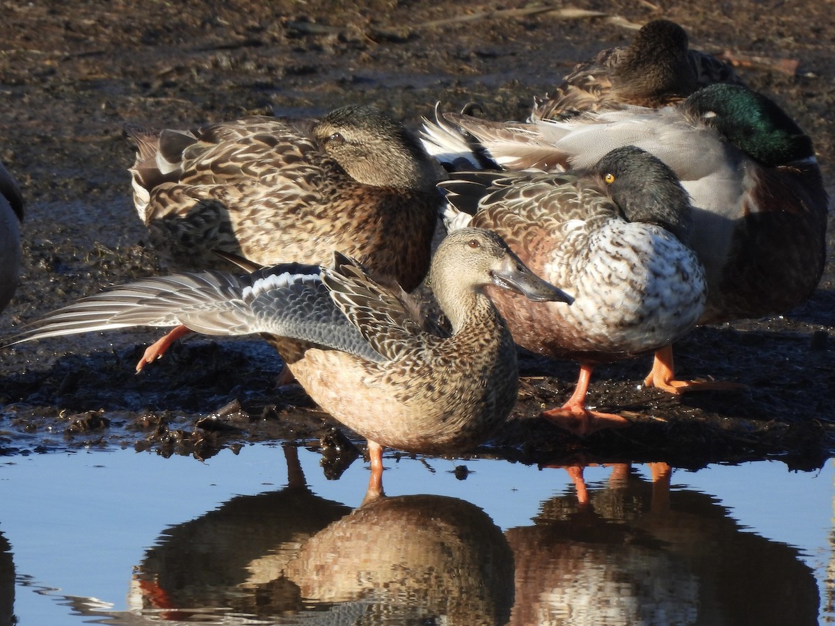 Ahate mokozabal zuria - ML645815443