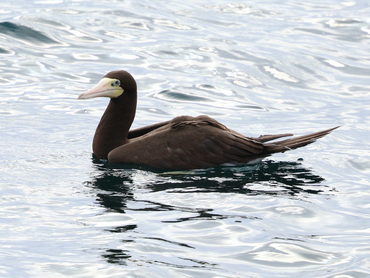 Zanga iluna - ML645815444