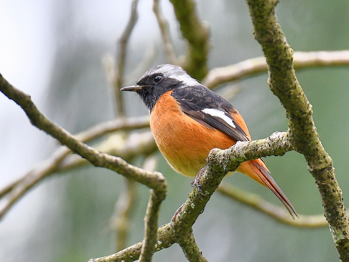 חכלילית סיבירית - ML645815448