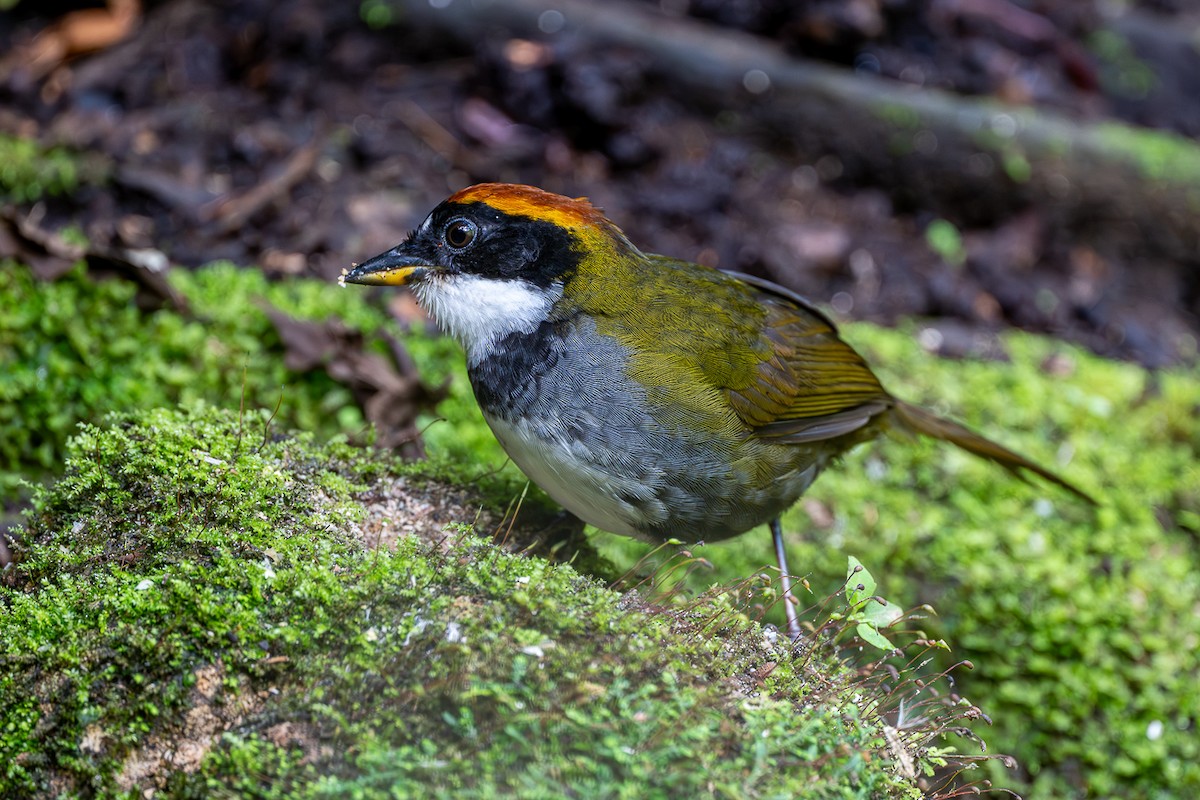 Chestnut-capped Brushfinch - ML645815460