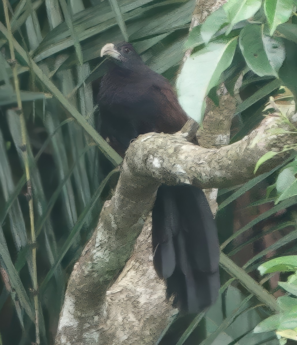 grønnebbsporegjøk - ML645815474