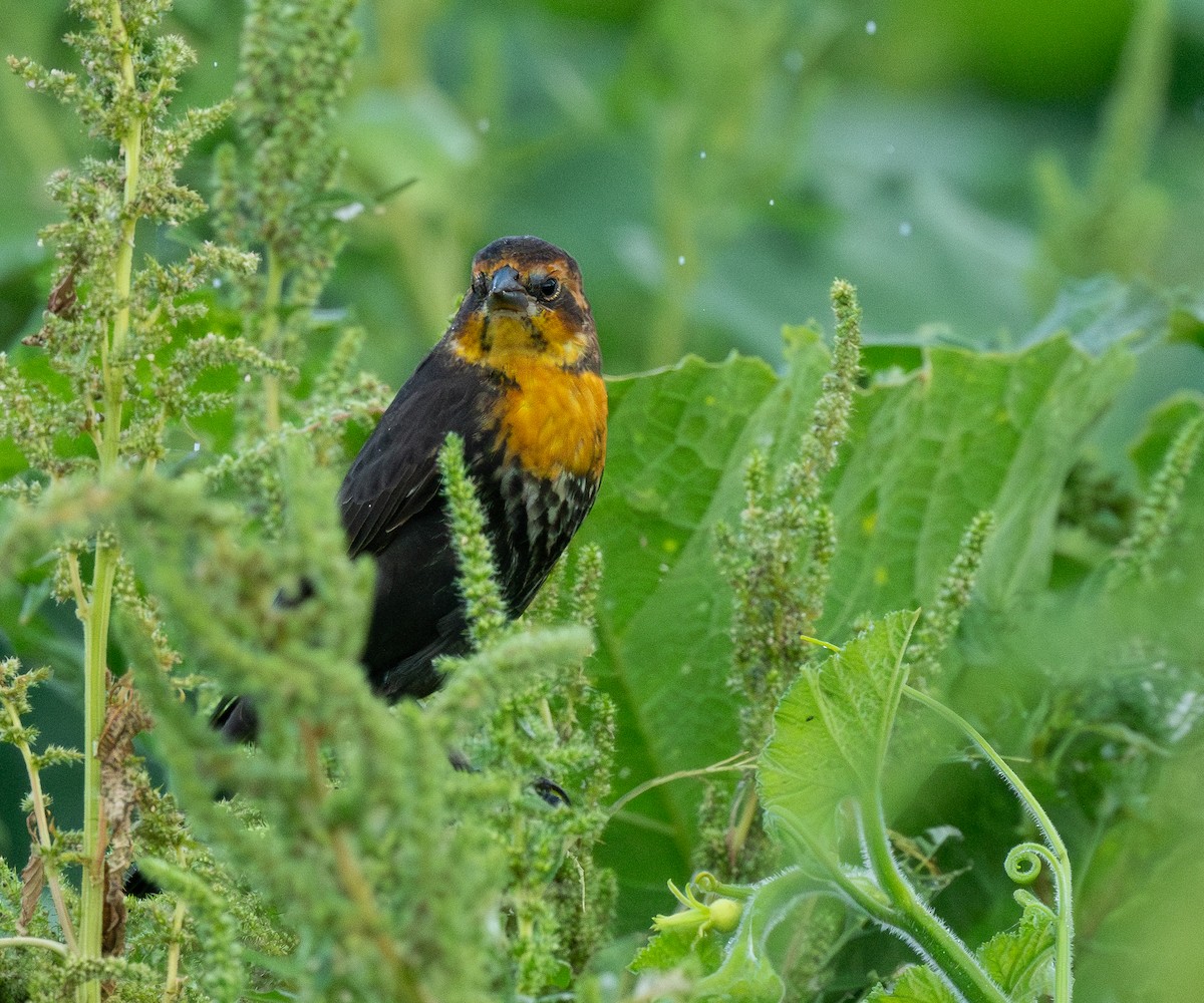 キガシラムクドリモドキ - ML645815475