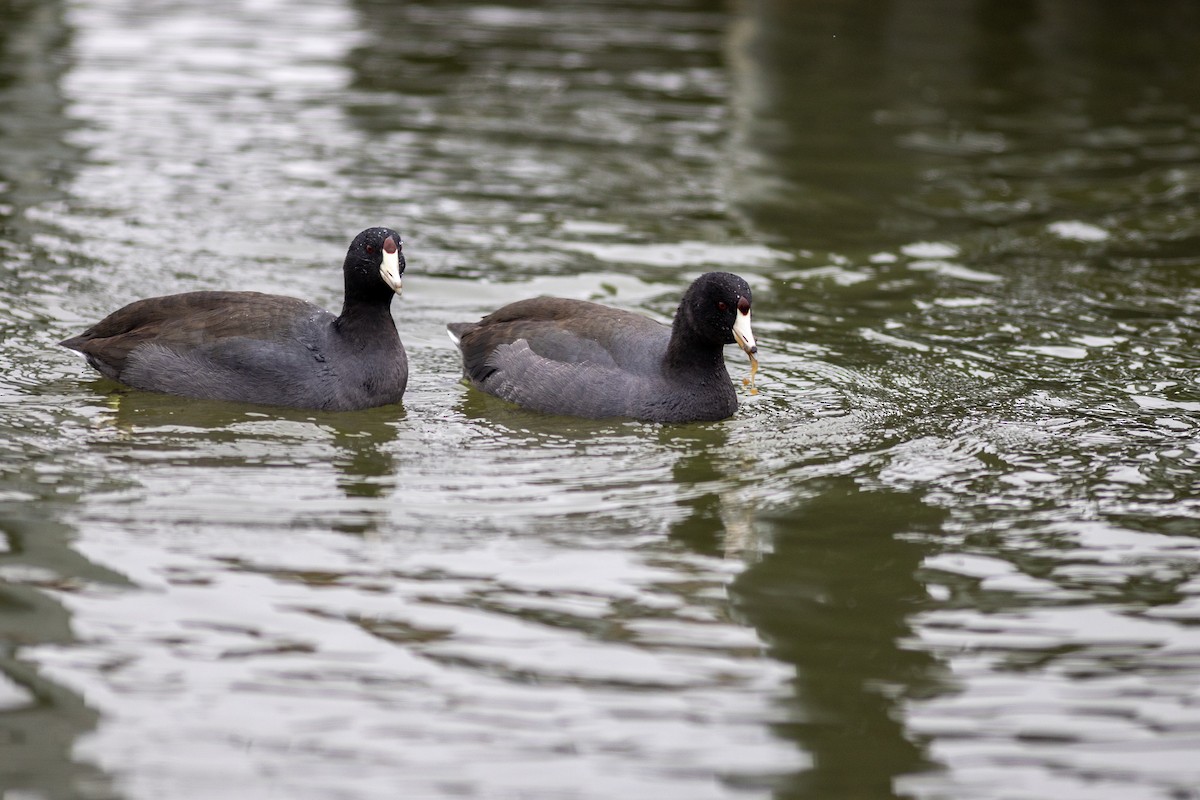 American Coot - ML645815480