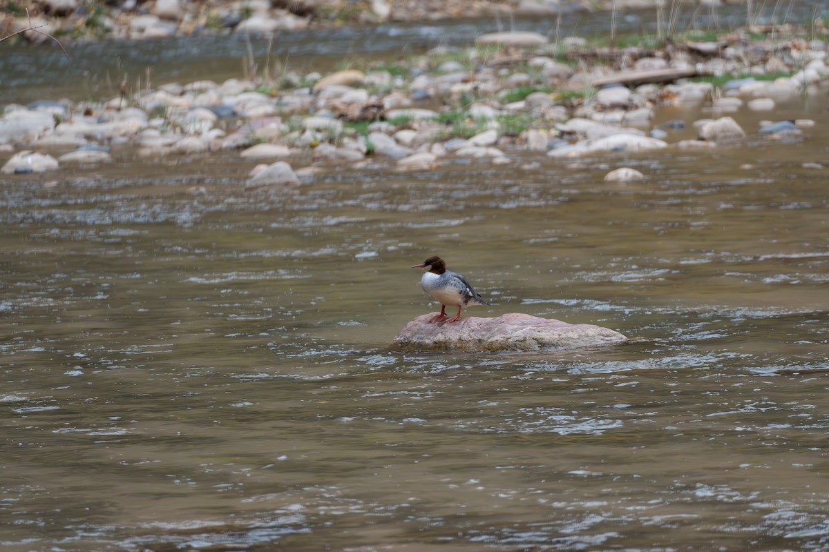 川秋沙 - ML645815481