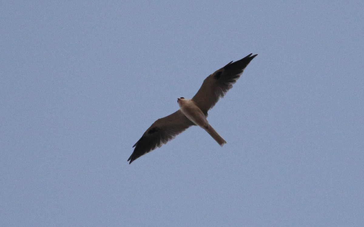 White-tailed Kite - ML645815484