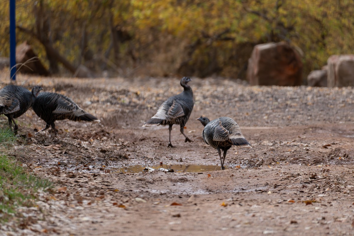 火雞 - ML645815491