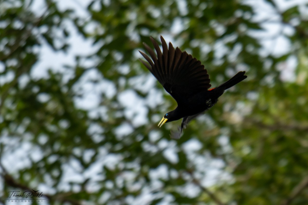 Red-rumped Cacique - ML645815494