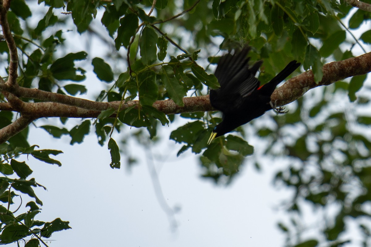 Red-rumped Cacique - ML645815495