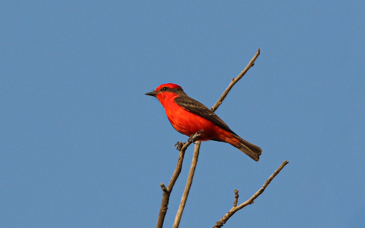 Vermilion Flycatcher (Northern) - ML645815497