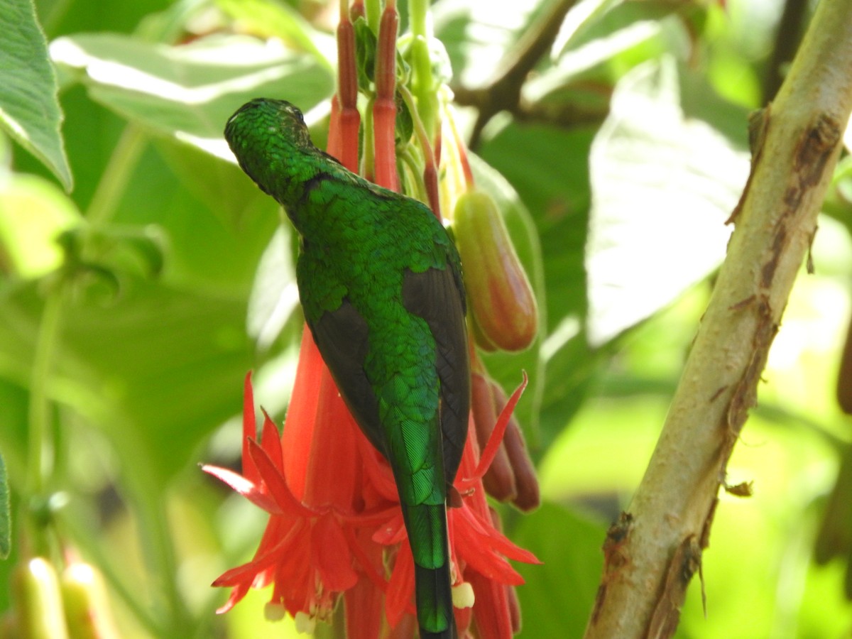 Green-tailed Trainbearer - ML645815499