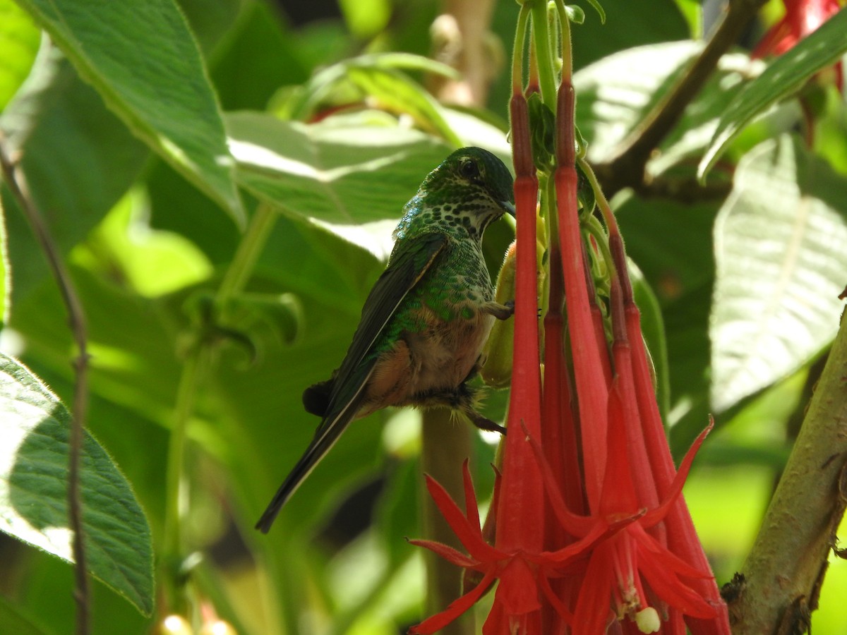 Green-tailed Trainbearer - ML645815500