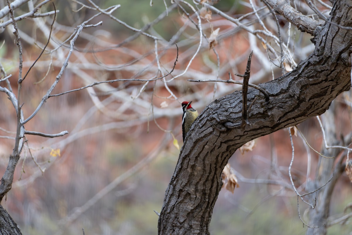 Yellow-bellied/Red-naped Sapsucker - ML645815501