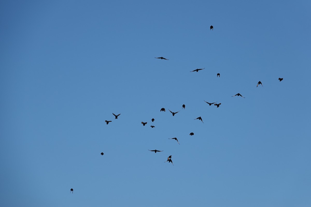 blekvingestær - ML645815506