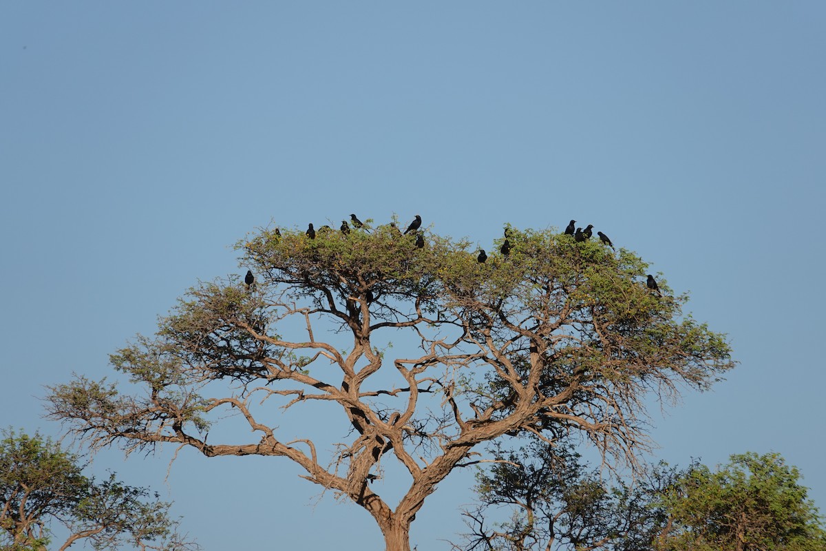 blekvingestær - ML645815507