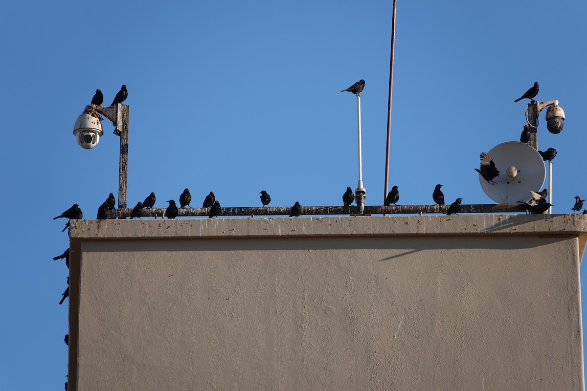 blekvingestær - ML645815508