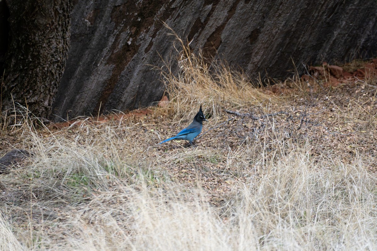 Steller's Jay - ML645815513