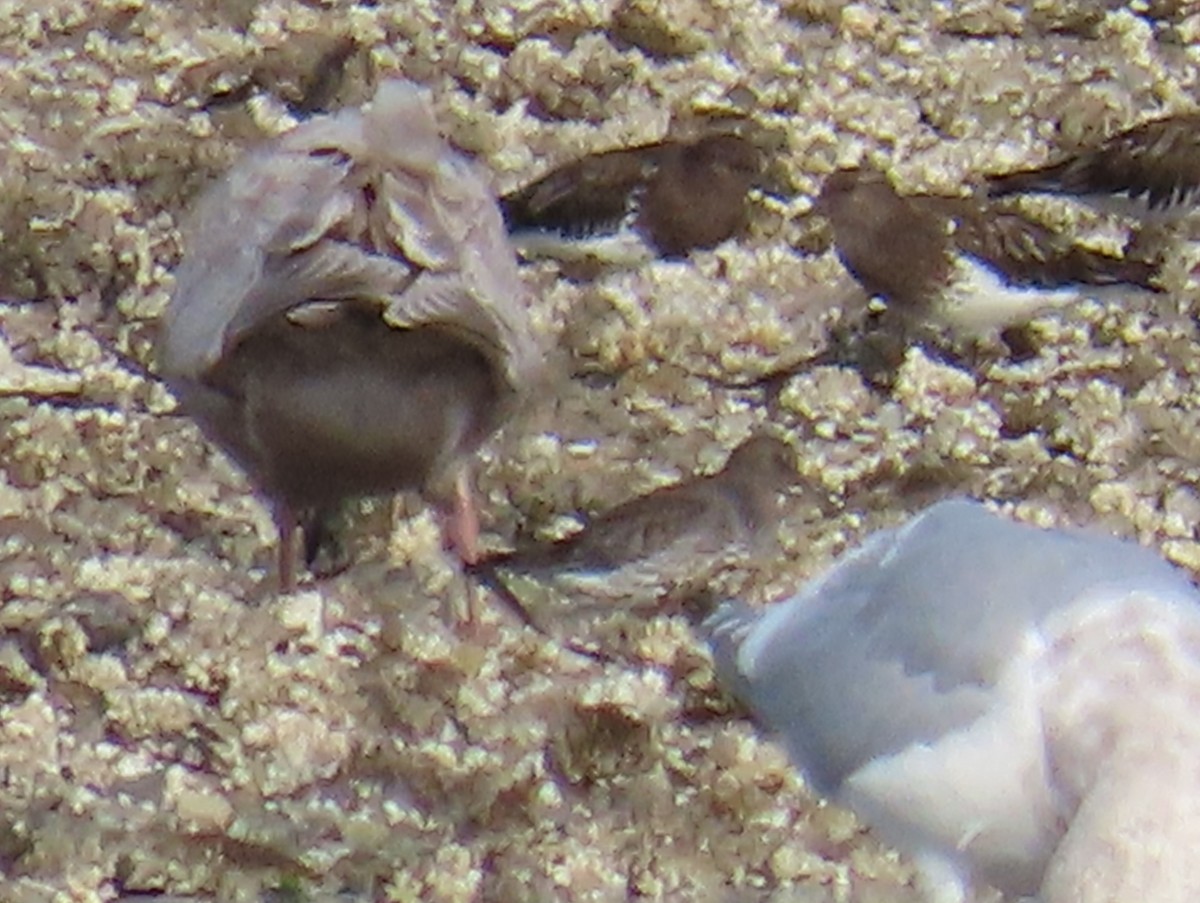 Rock Sandpiper - ML645815522