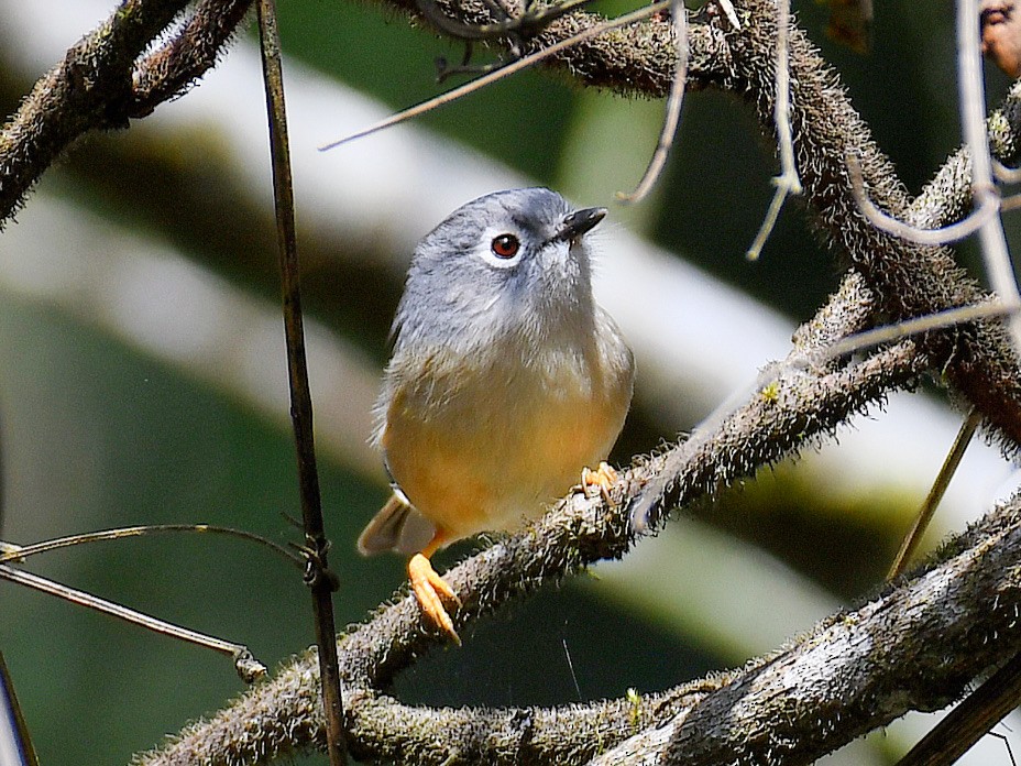 メジロチメドリ - ML645815523