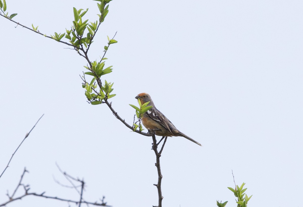 White-tipped Plantcutter - ML645815524