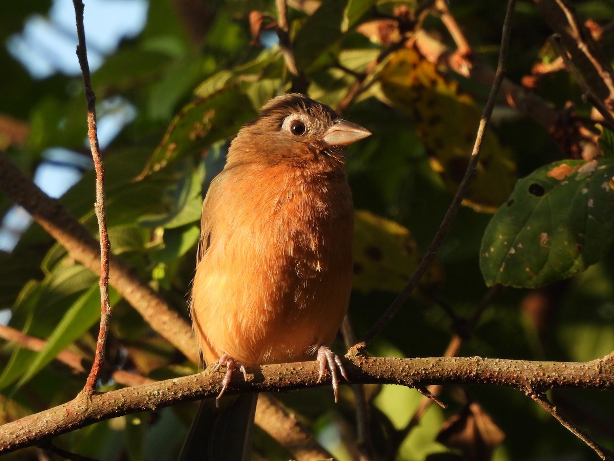 Rose-bellied Bunting - ML645815525