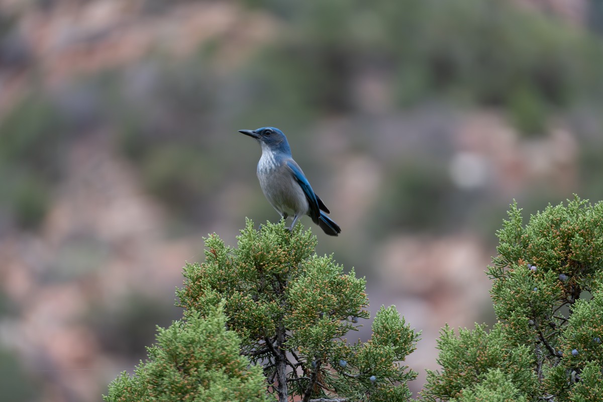 Woodhouse's Scrub-Jay - ML645815526