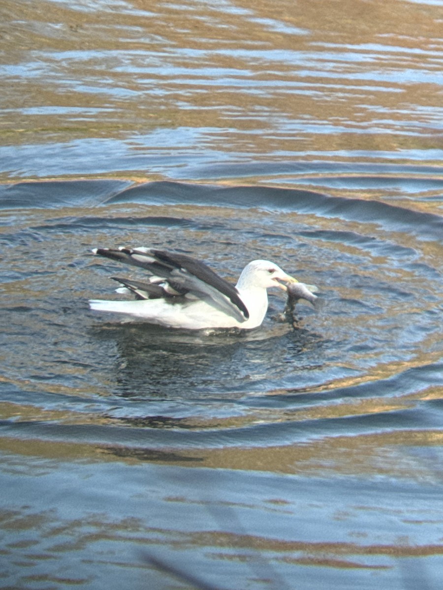 Great Black-backed Gull - ML645815531