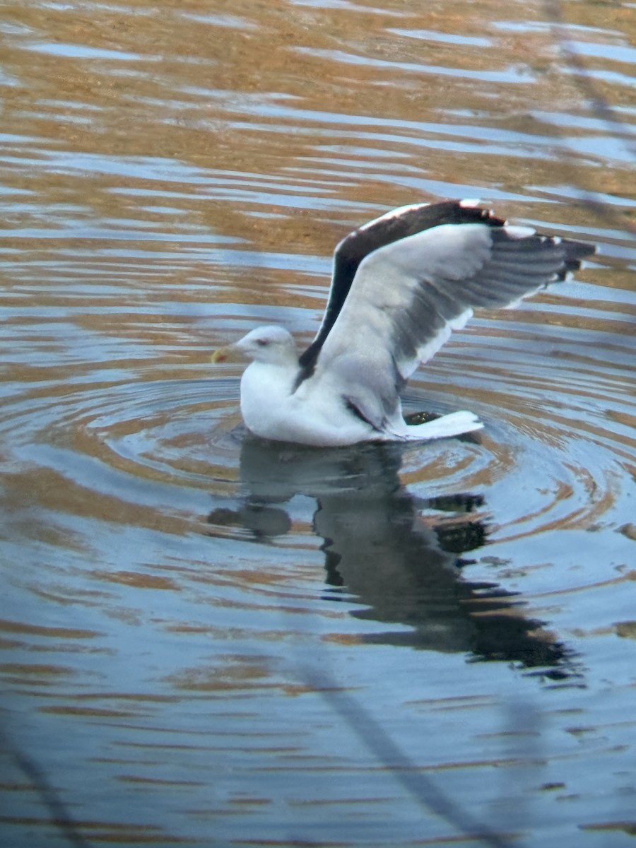 Great Black-backed Gull - ML645815532
