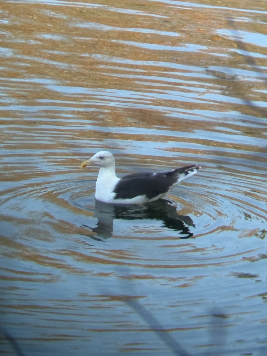 Great Black-backed Gull - ML645815533