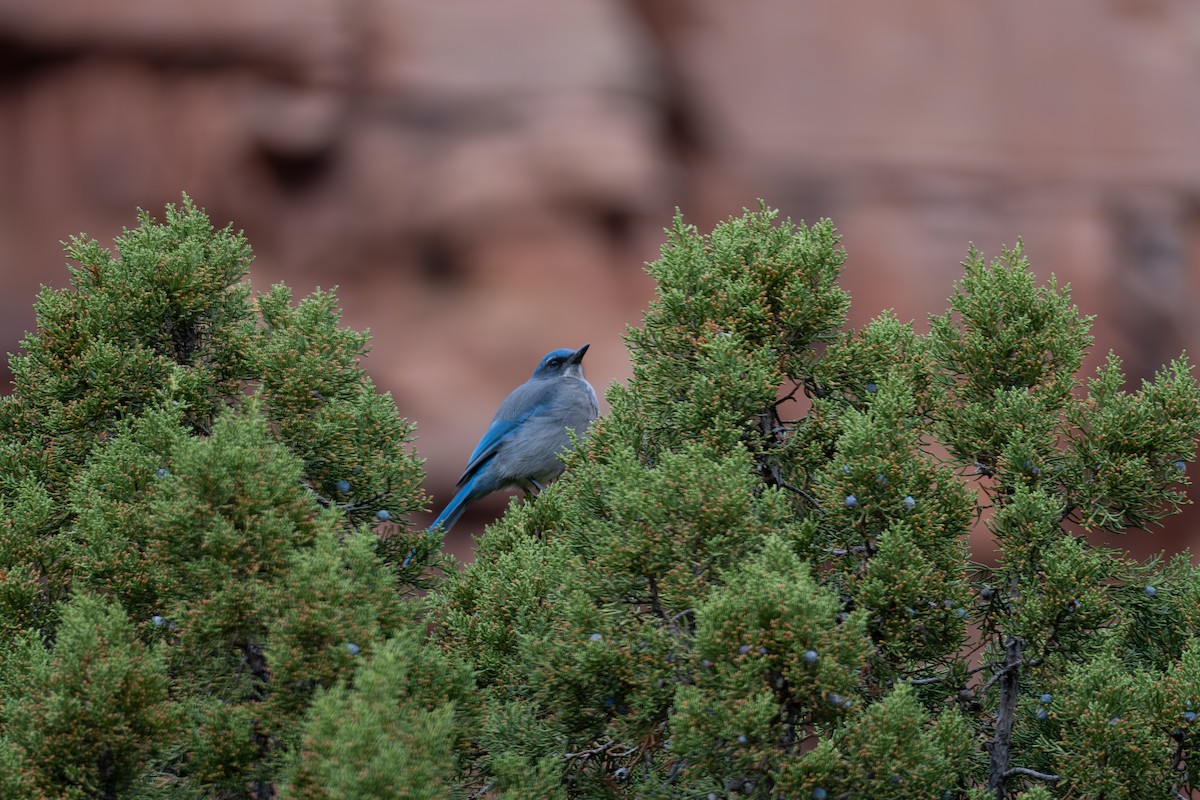 Woodhouse's Scrub-Jay - ML645815536