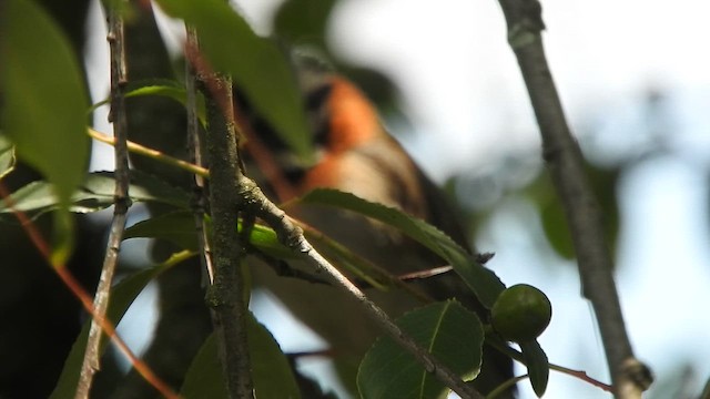 Rufous-collared Sparrow - ML645815545