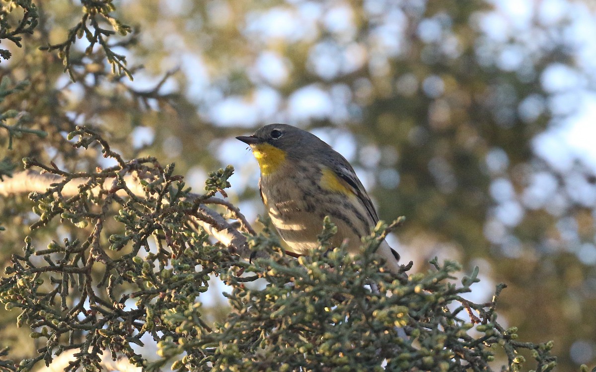 Yellow-rumped Warbler (Audubon's) - ML645815546