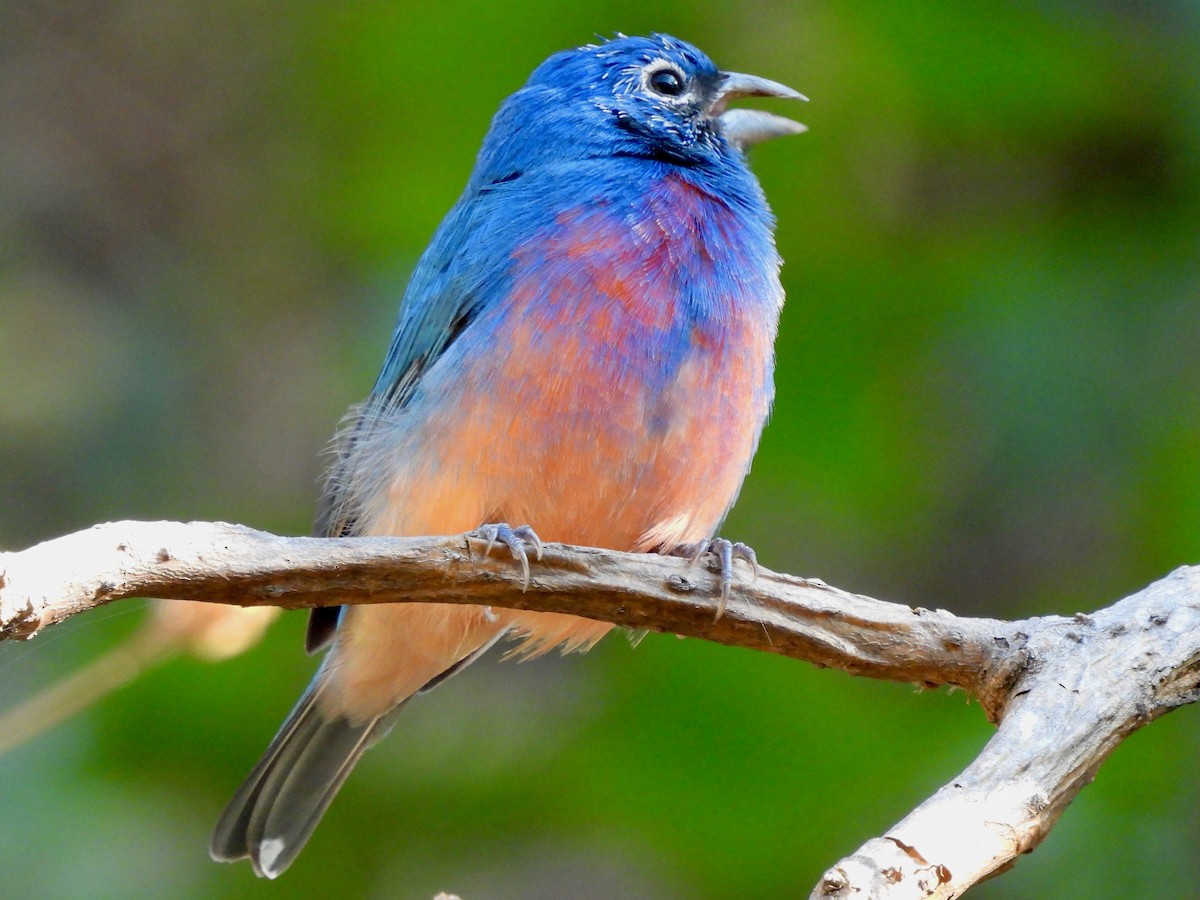 Rose-bellied Bunting - ML645815548