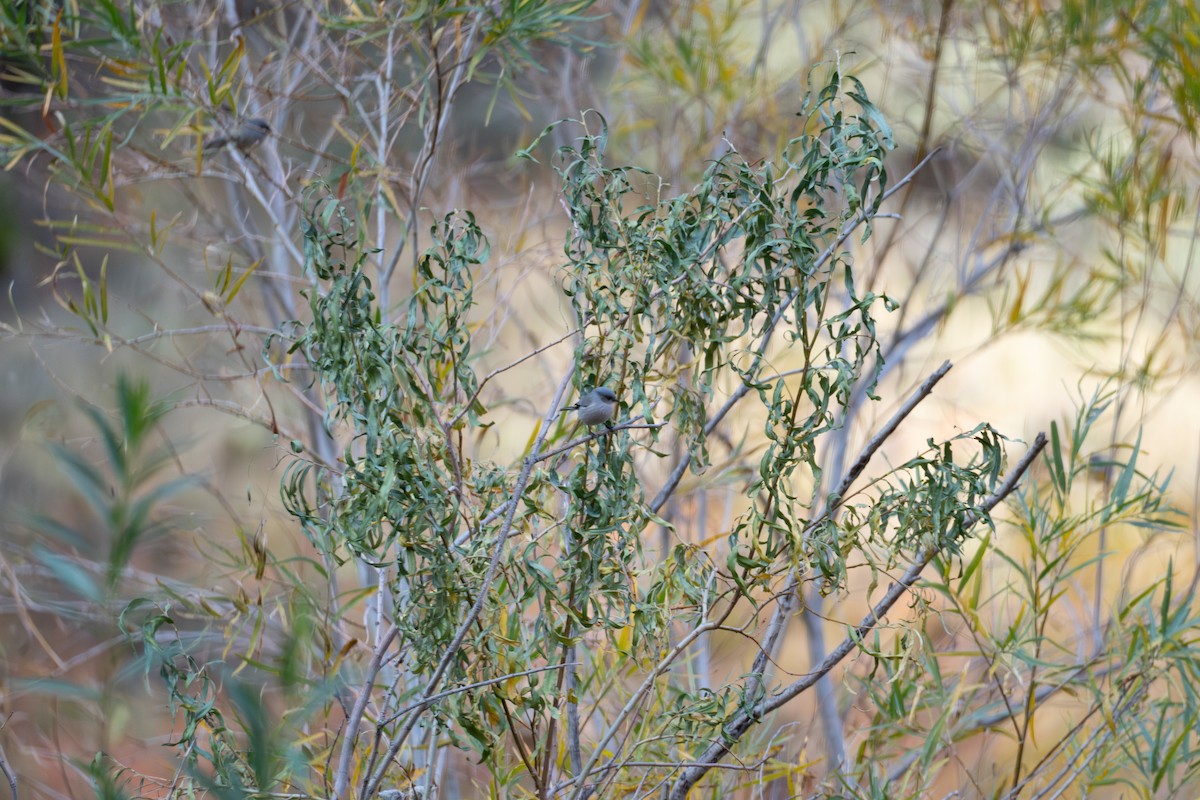 Bushtit - ML645815549