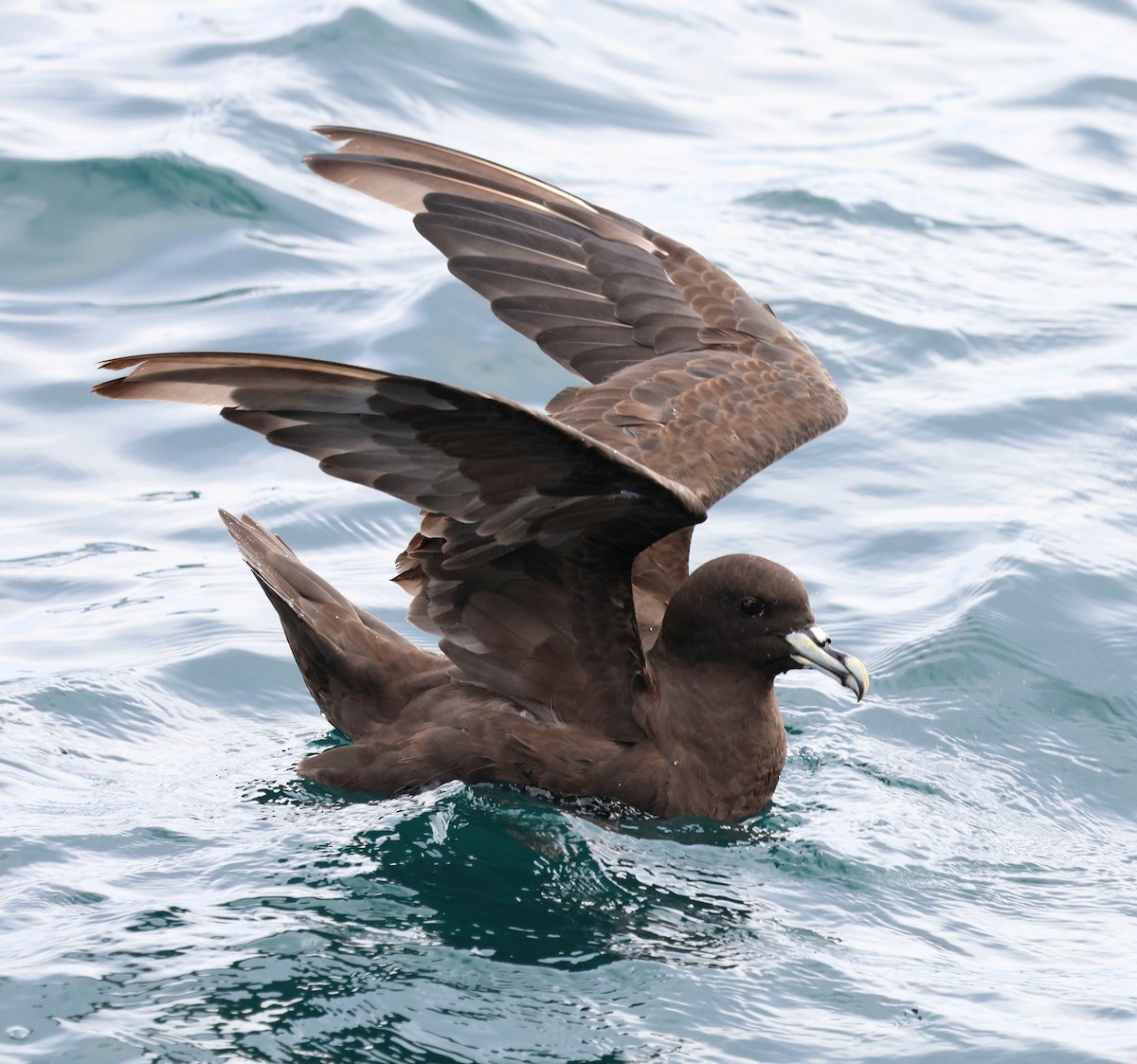 Beyaz Gıdılı Yelkovan - ML645815550