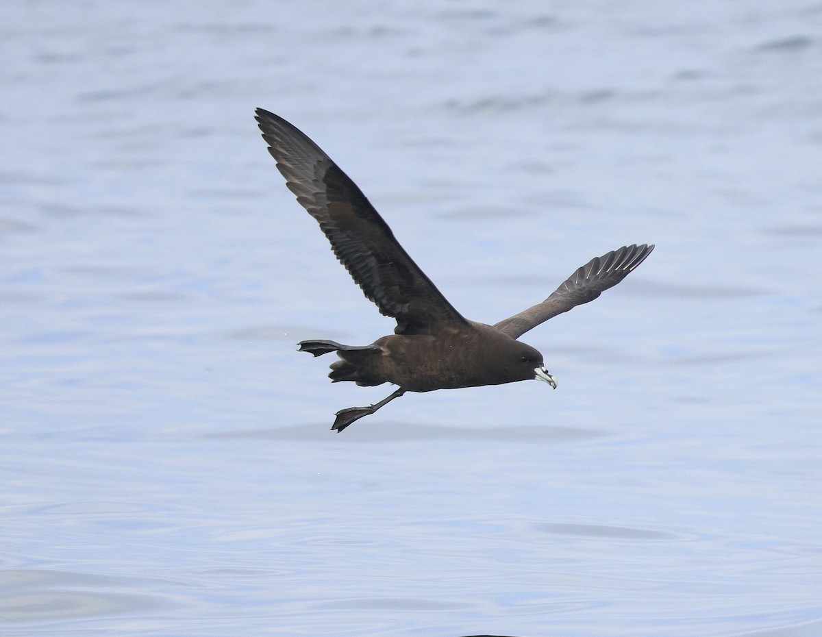 Beyaz Gıdılı Yelkovan - ML645815551