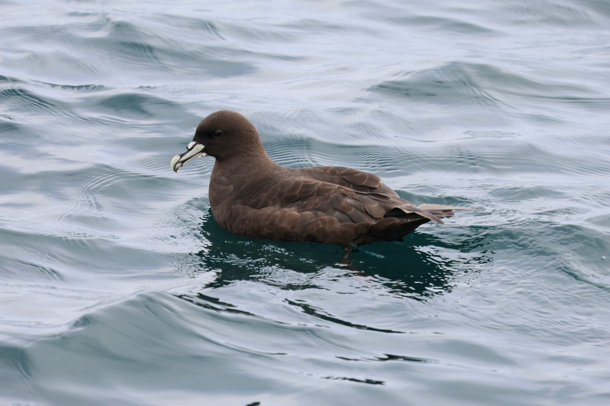 Beyaz Gıdılı Yelkovan - ML645815552